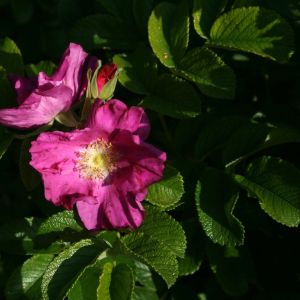 Erškėtis, raukšlėtalapis