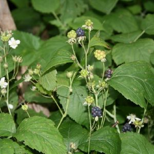 Gervuogė, paprastoji