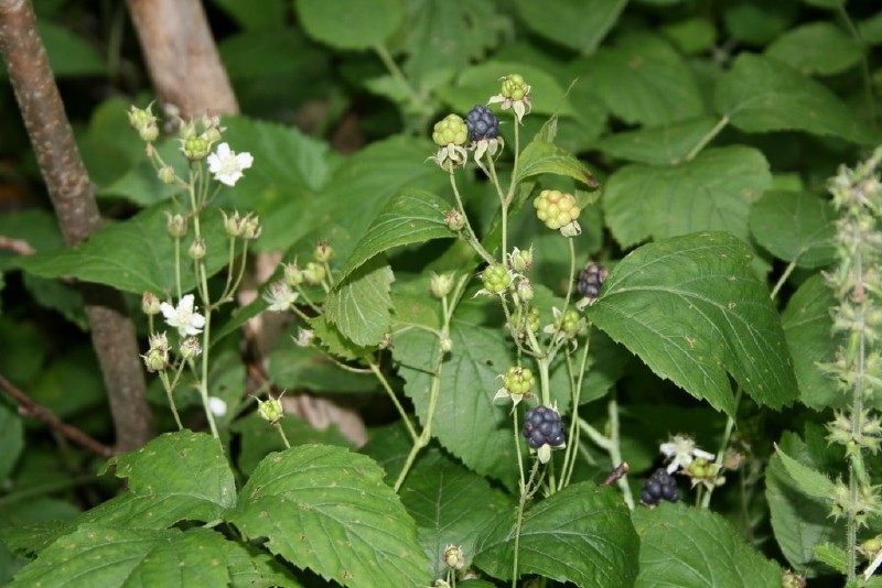 Gervuogė, paprastoji