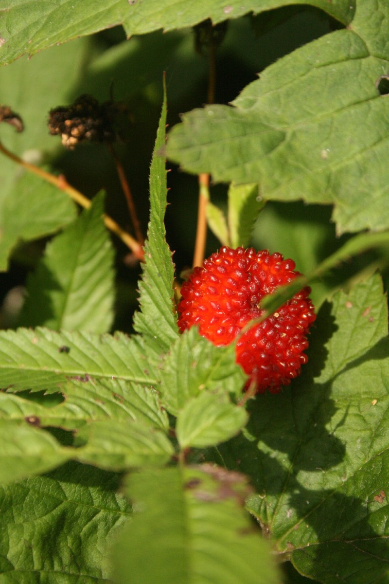 Avietė, žemuoginė