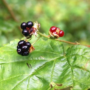 Gervuogė, stačioji