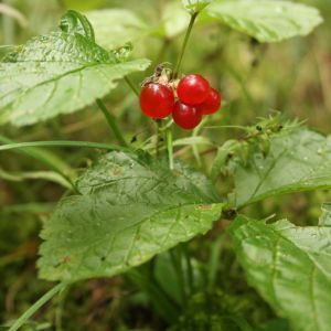 Katuogė, paprastoji