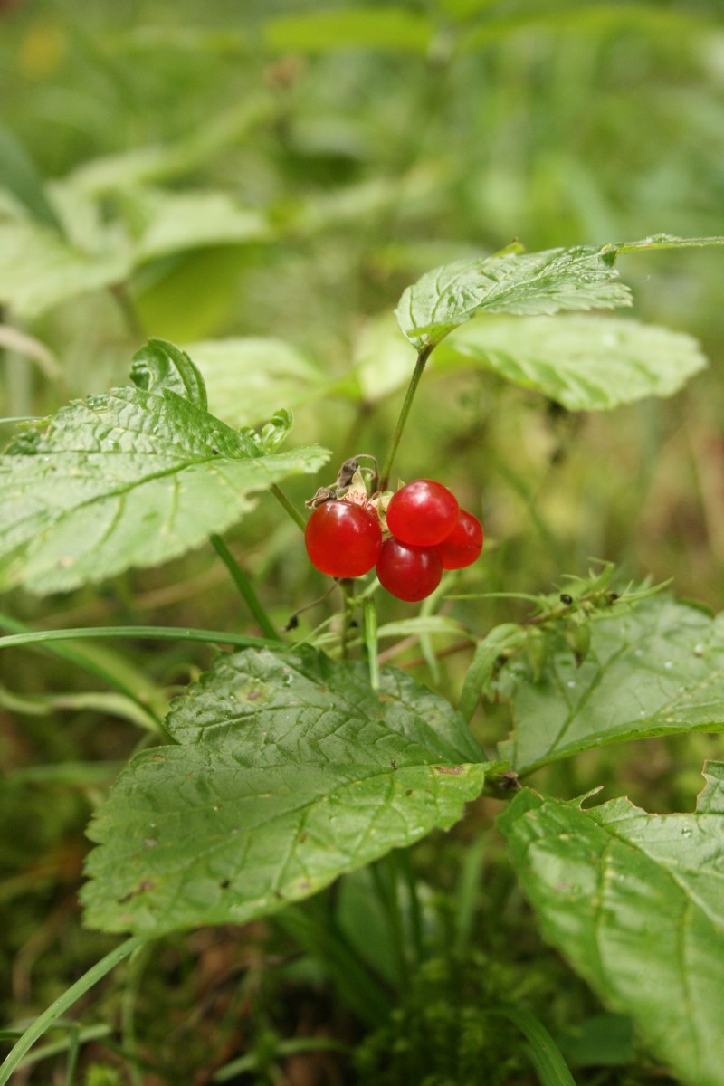 Katuogė, paprastoji