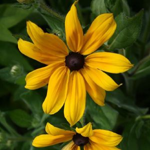 Rudbekija, dvispalvė