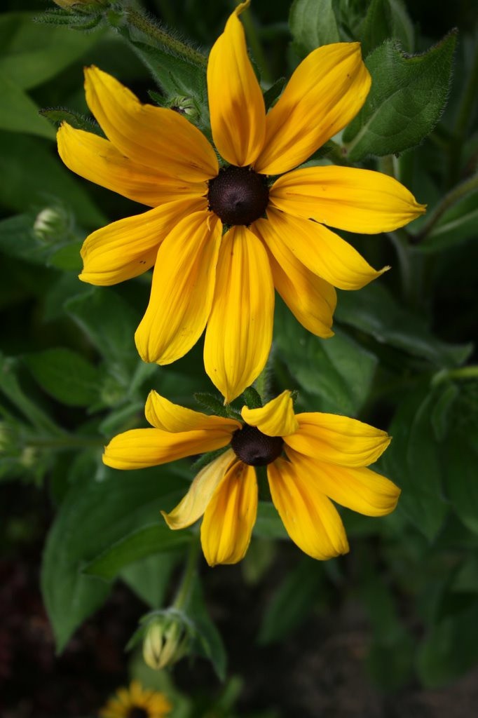 Rudbekija, dvispalvė