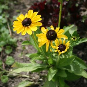 Rudbekija, plaukuotoji