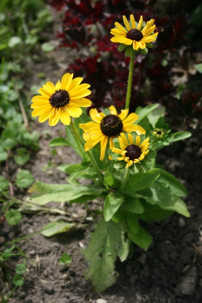 Rudbekija, plaukuotoji