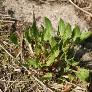 Rūgštynė, valgomoji