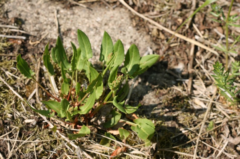 Rūgštynė, valgomoji