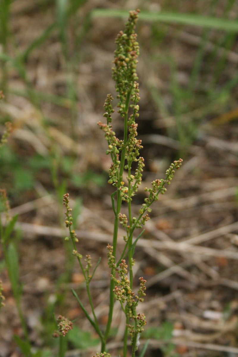 Rūgštynė, smulkioji