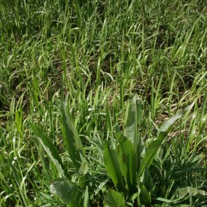 Rūgštynė, vandeninė