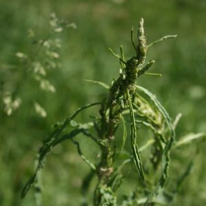 Rūgštynė, rauktalapė