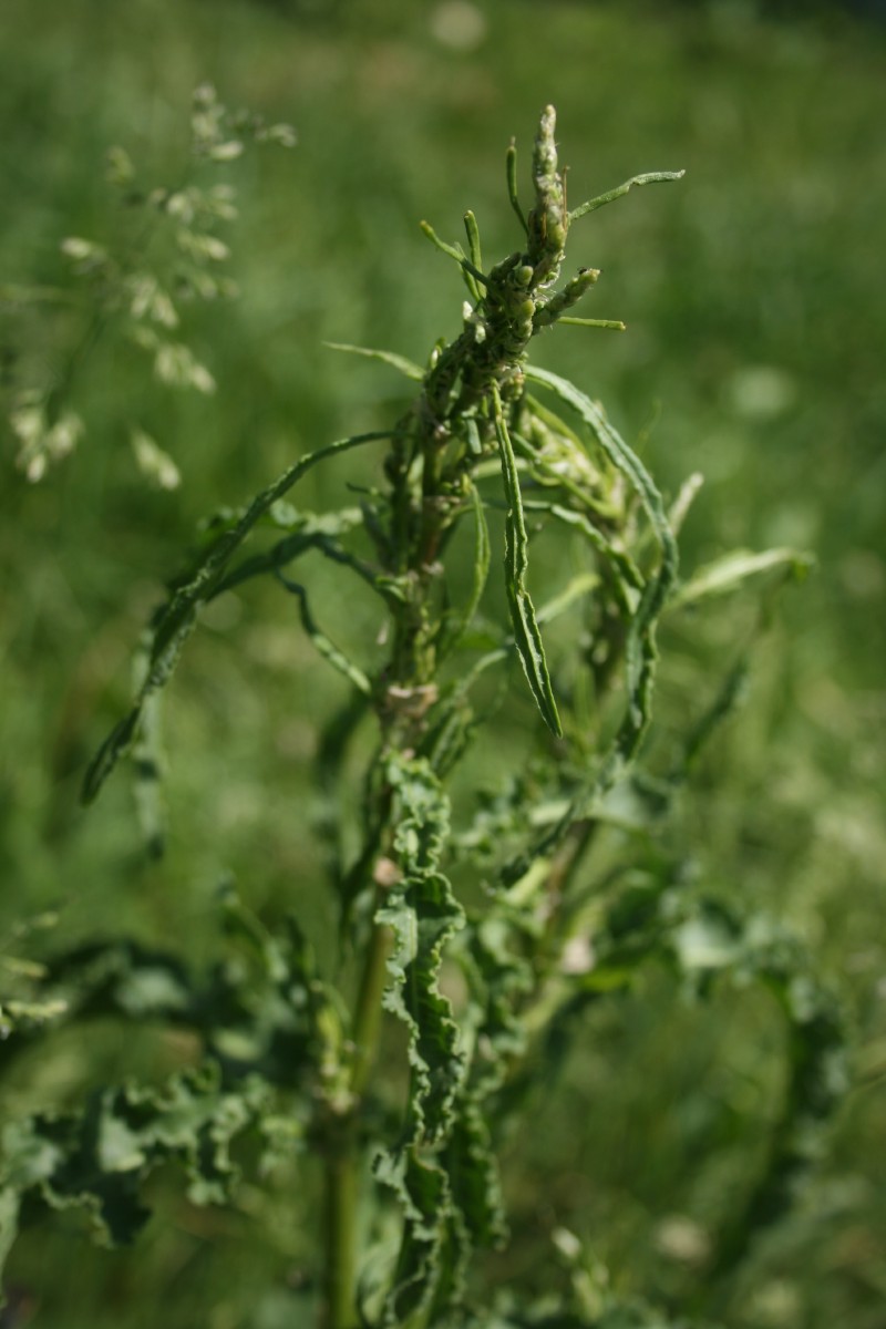 Rūgštynė, rauktalapė