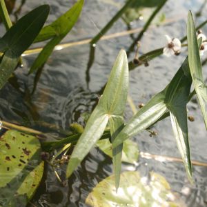 Papliauška, strėlialapė