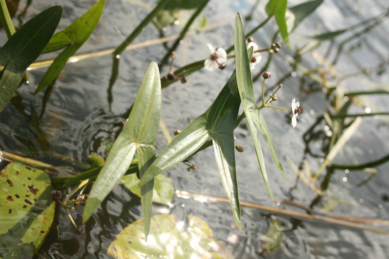 Papliauška, strėlialapė