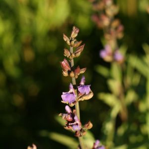 Šalavijas, vaistinis