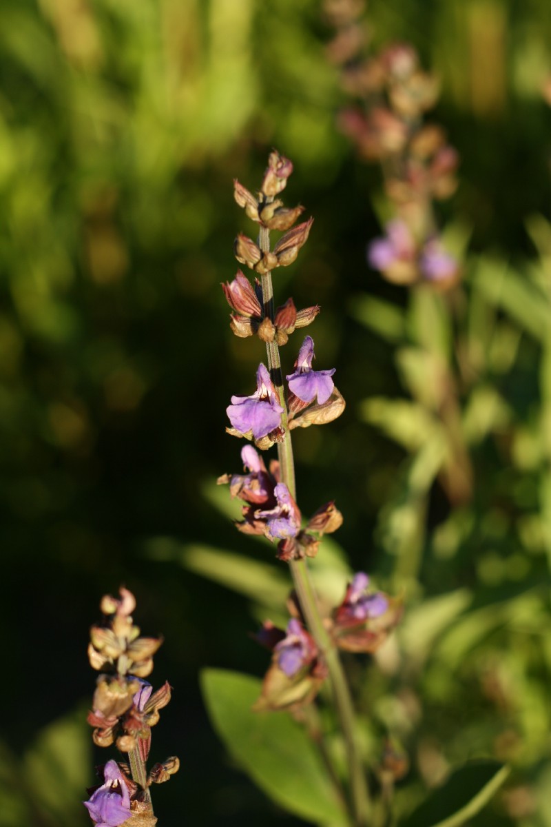 Šalavijas, vaistinis
