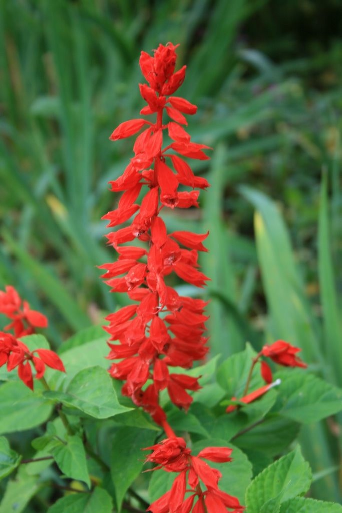 Šalavijas, raudonžiedis