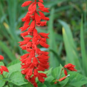 Šalavijas, raudonžiedis