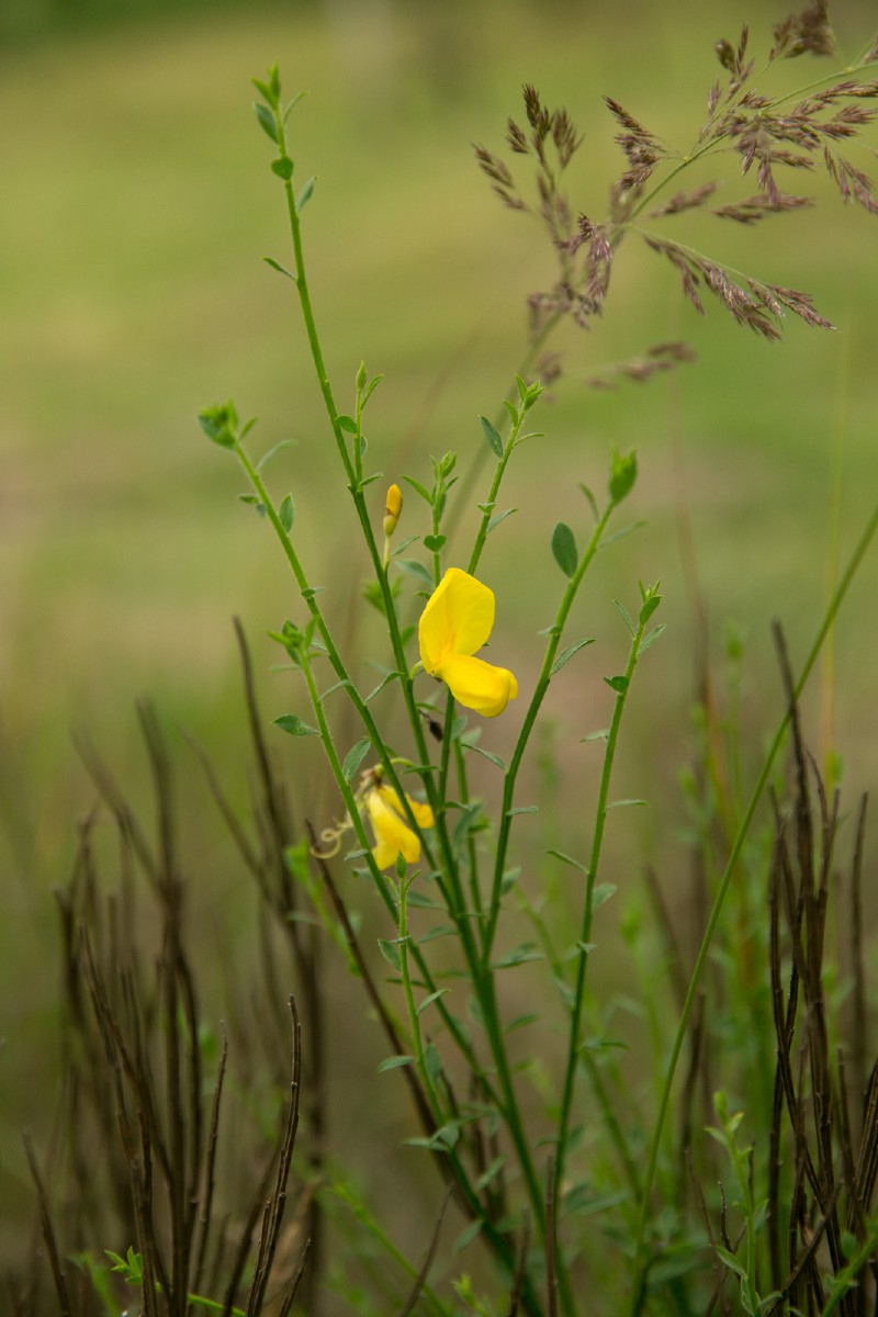 Sausakrūmis, šluotinis