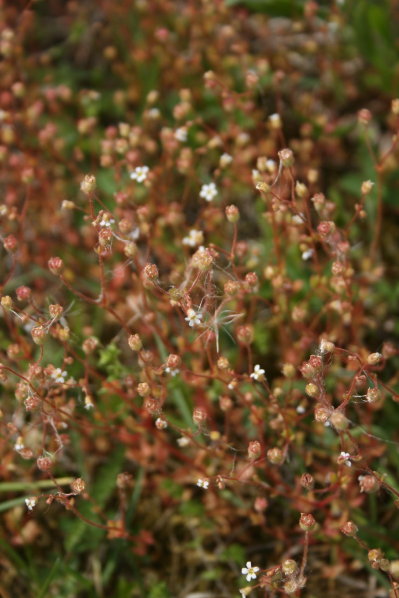 Uolaskėlė, tripirštė