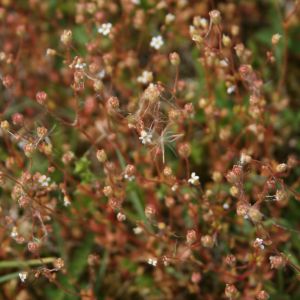 Uolaskėlė, tripirštė