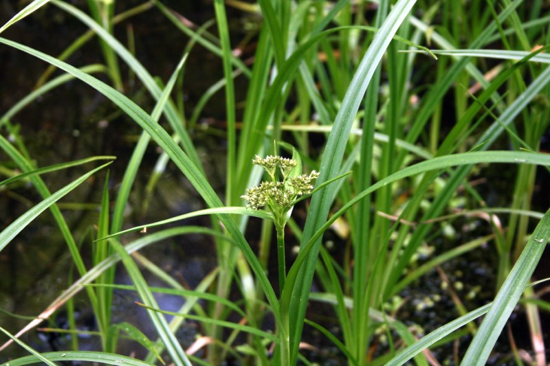 Viksvameldis, liekninis