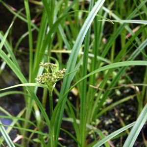 Viksvameldis, liekninis