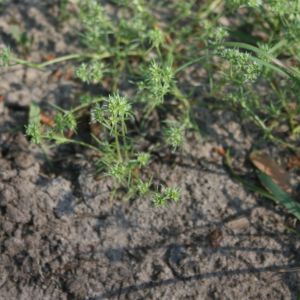 Klėstenė, vienametė