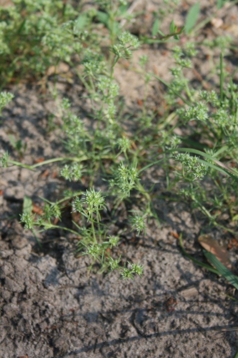 Klėstenė, vienametė