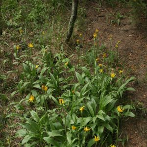 Gelteklė, pušyninė