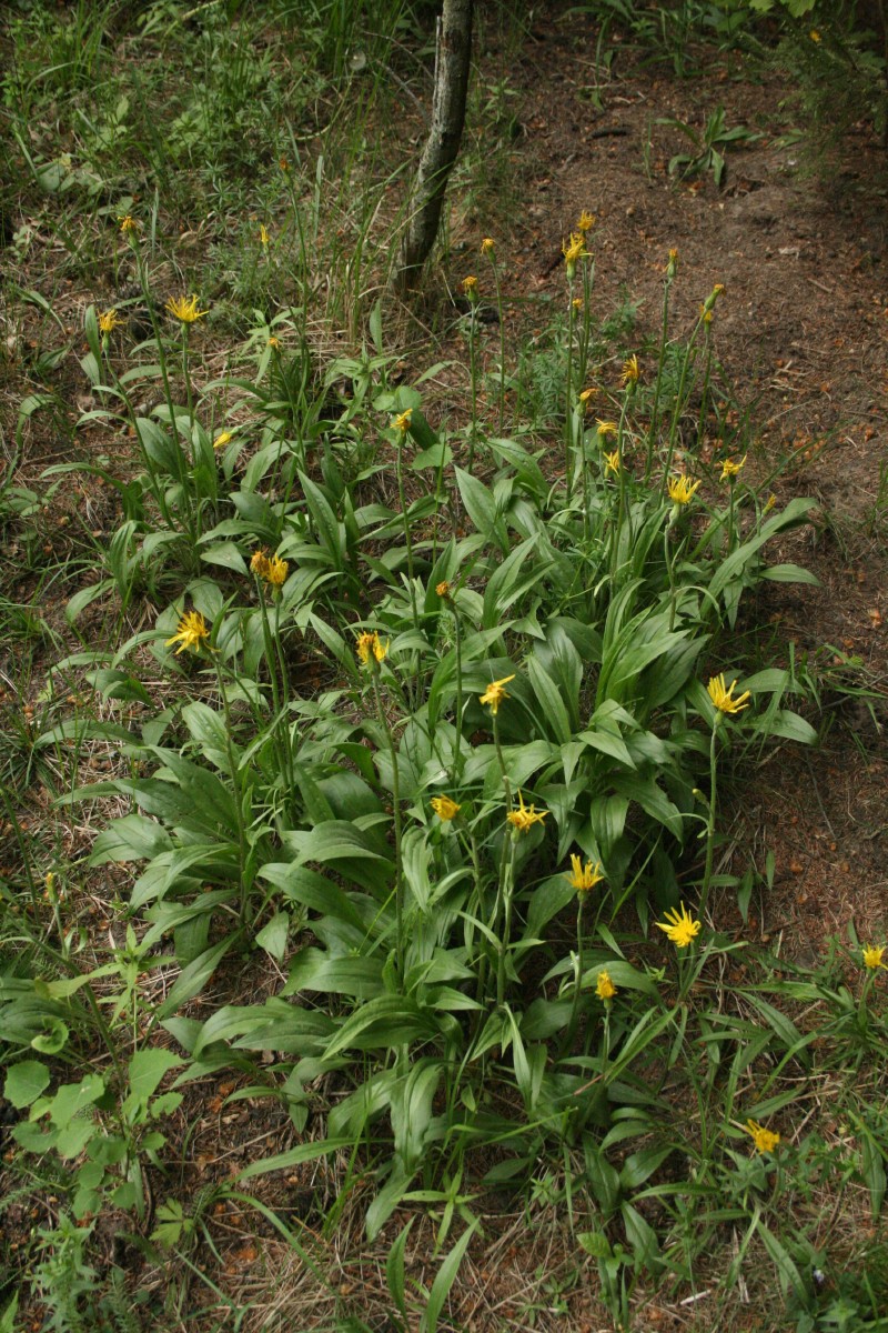 Gelteklė, pušyninė