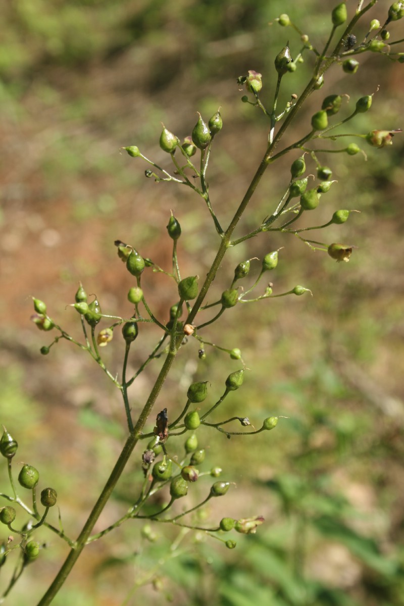 Bervidis, nariuotasis