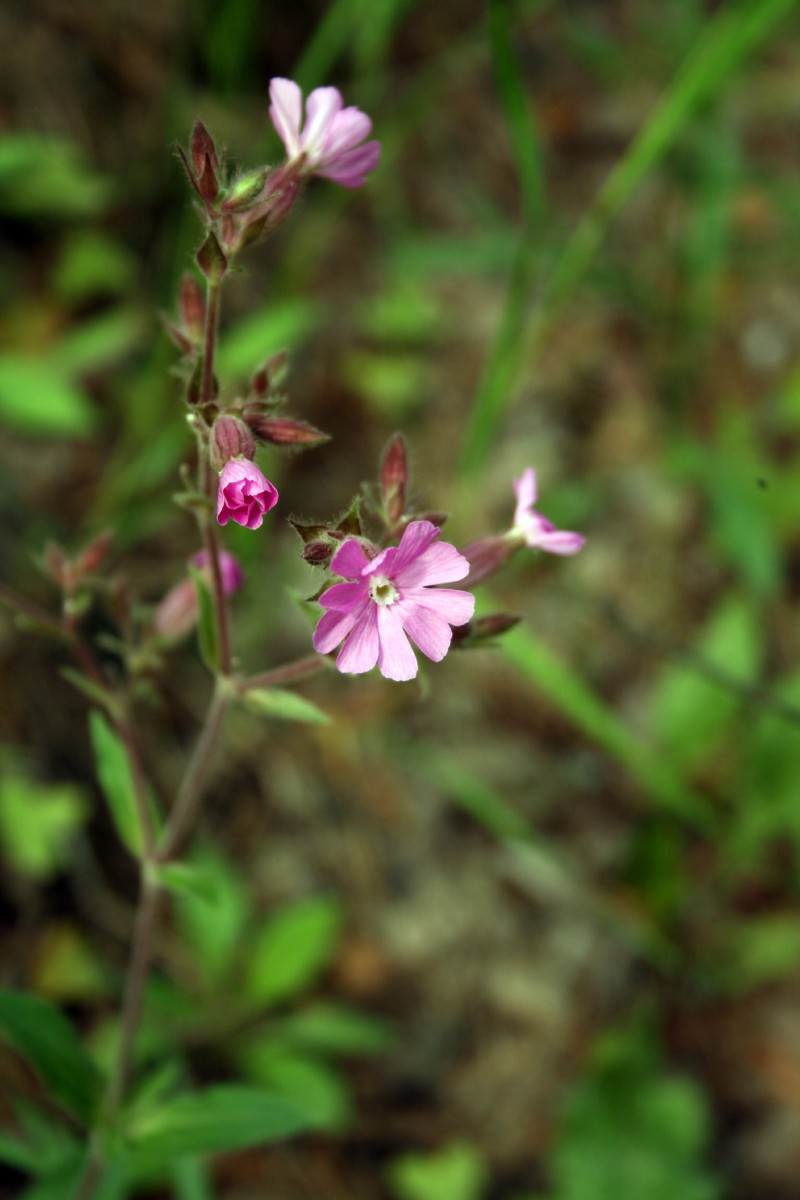 Šakinys, raudonžiedis