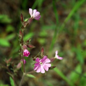 Šakinys, raudonžiedis
