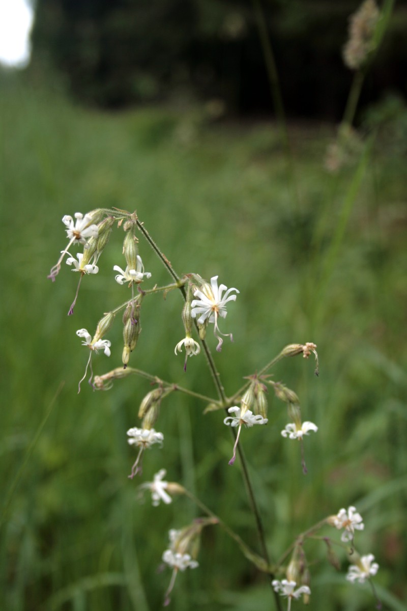 Naktižiedė, nusvirusioji