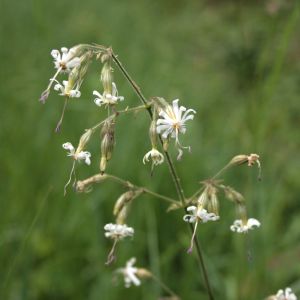 Naktižiedė, nusvirusioji