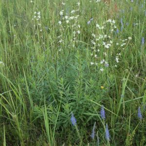 Naktižiedė, totorinė