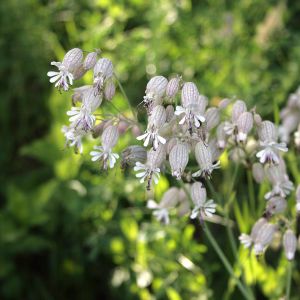 Naktižiedė, paprastoji