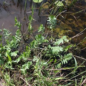 Drėgmenė, plačialapė