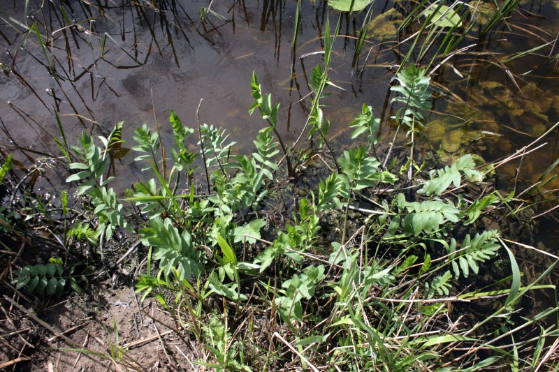 Drėgmenė, plačialapė