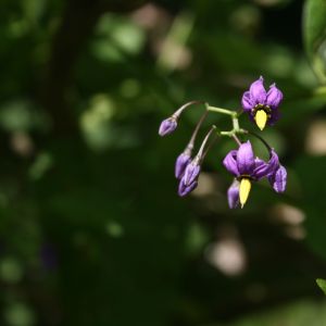 Karklavijas, paprastasis