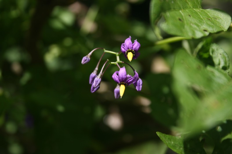 Karklavijas, paprastasis