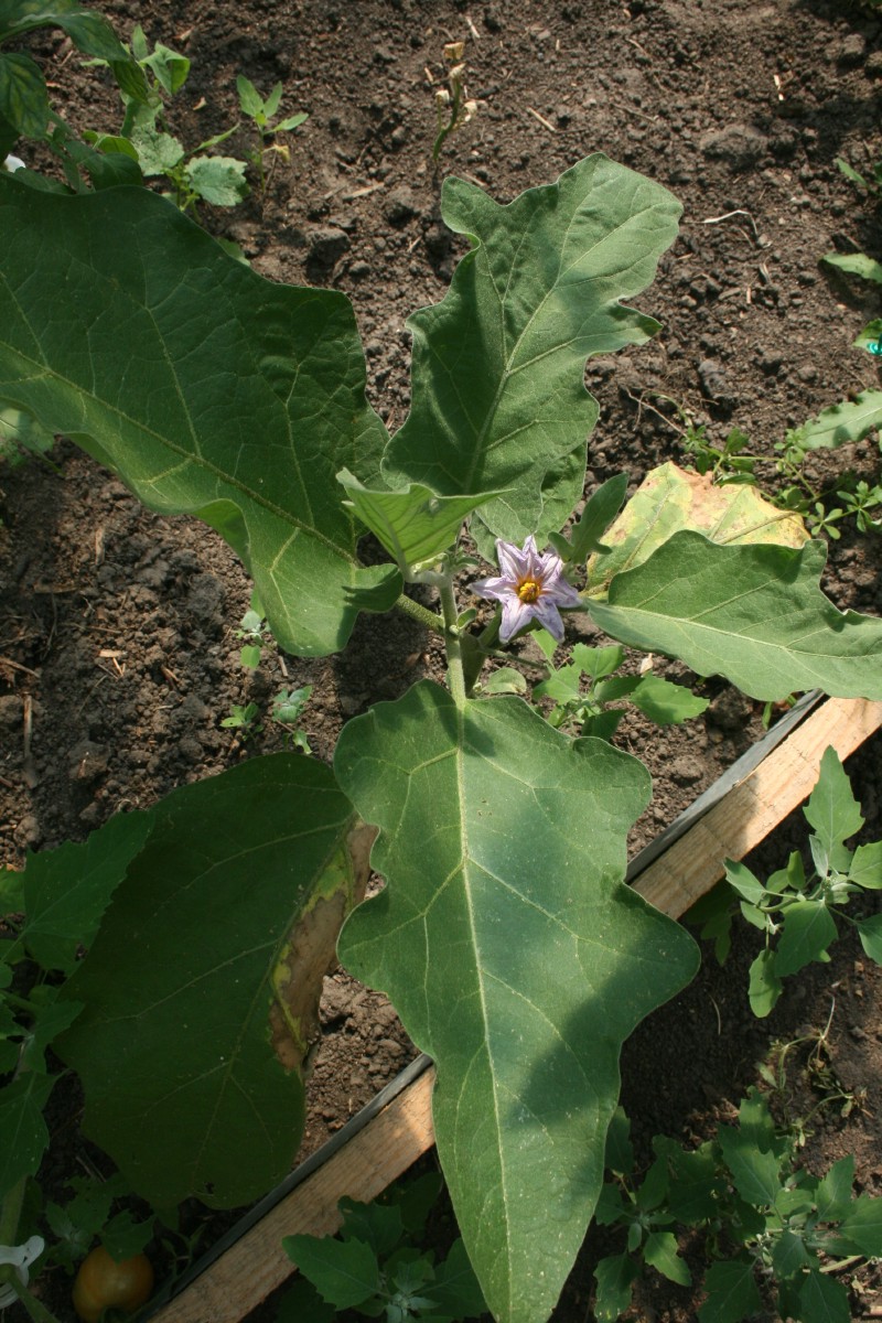 Baklažanas, paprastasis