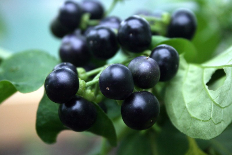 Kiauliauogė, juodoji