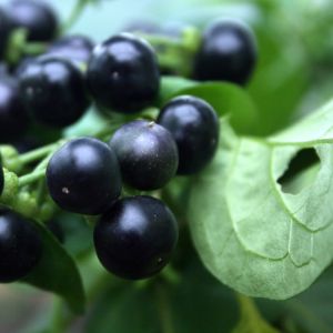 Kiauliauogė, juodoji