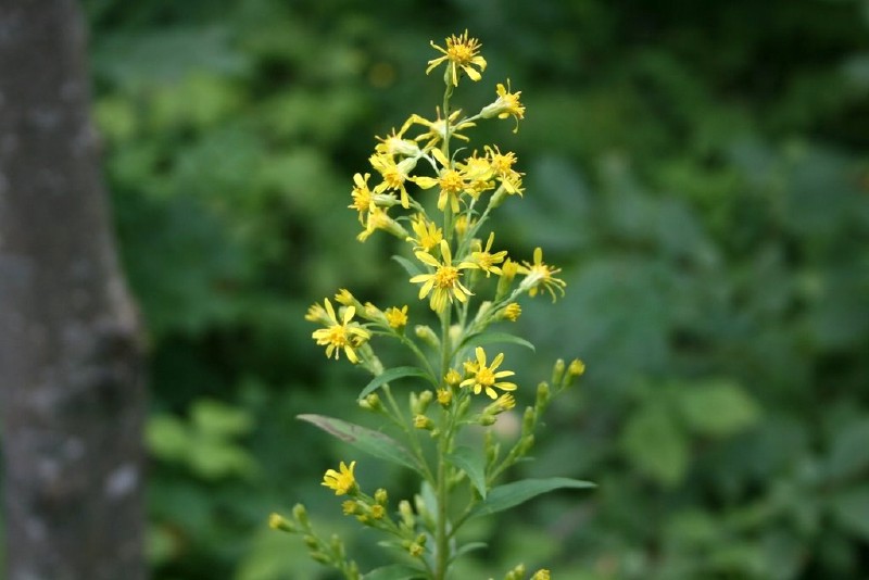 Rykštenė, paprastoji