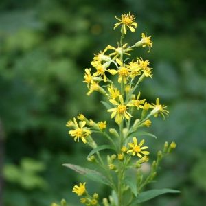 Rykštenė, paprastoji