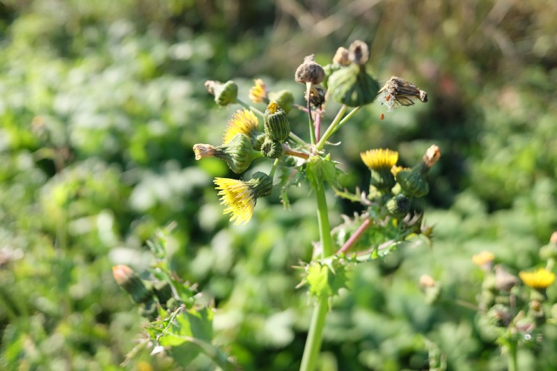 Pienė, šiurkščioji