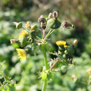 Pienė, šiurkščioji